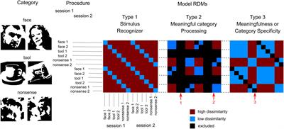 Categorization for Faces and Tools—Two Classes of Objects Shaped by Different Experience—Differs in Processing Timing, Brain Areas Involved, and Repetition Effects